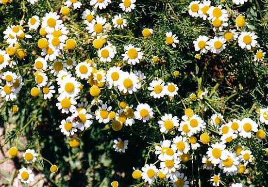  Image name: camomilla2.jpg 
 width: 552 pixel 
 height: 386 pixel 
 Size: 76372 bytes 
 Click to enlarge 